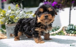 Yorkshire Terrier dogs for sale: Yorkshire Terrier 3 puppies - Image 1