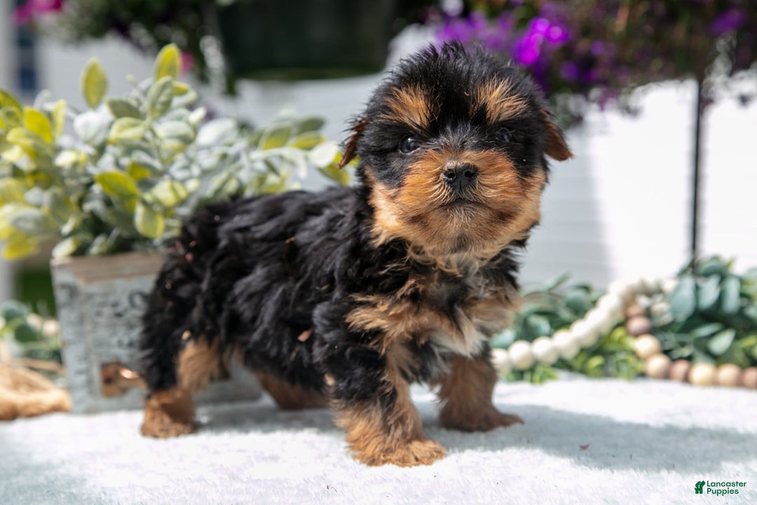 Yorkshire Terrier dogs for sale: Yorkshire Terrier 3 puppies - Image 1
