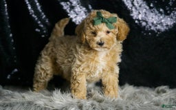 Maltipoo dogs for sale: Dallas - Image 6