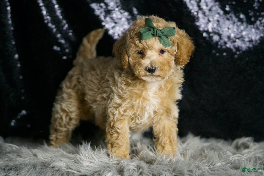 Maltipoo dogs for sale: Dallas - Image 6