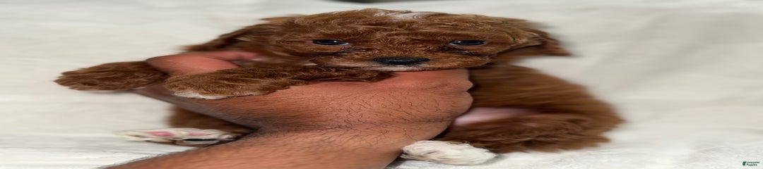 Choco