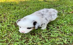 Australian Shepherd dogs for sale: Mr. Sprinkles - Image 6