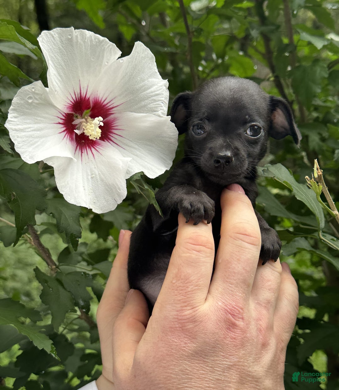 Chihuahua dogs for sale: Black Pearl - Image 17