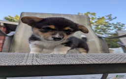 Welsh Corgi Pembroke dogs for sale: Welsh Corgi (Pembroke) 3 puppies - Image 1