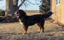Bernese Mountain Dog dogs for sale: Beau - Image 5