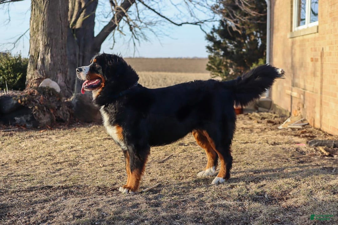 Bernese Mountain Dog dogs for sale: Beau - Image 5