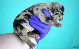 American Bully dogs for sale: Black Merle Female - Image 6