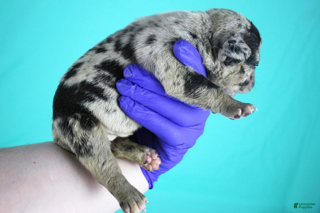American Bully dogs for sale: Black Merle Female - Image 6