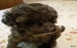 Goldendoodle dogs for sale: Zoey - Merle Color - Image 10