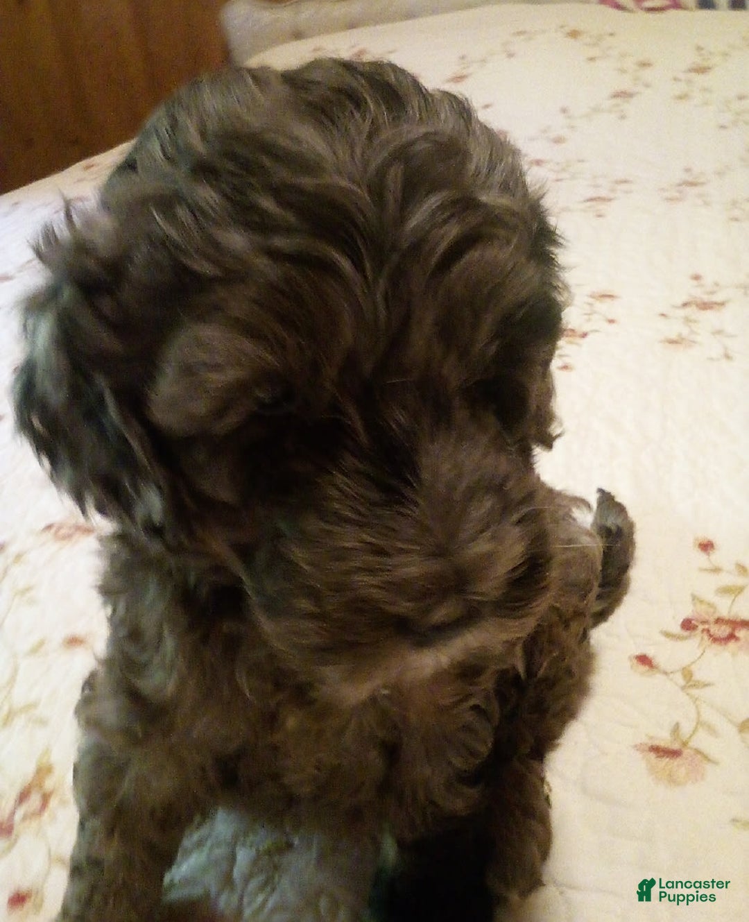 Goldendoodle dogs for sale: Zoey - Merle Color - Image 10