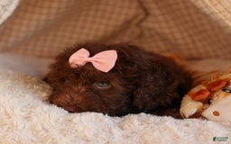 Cockapoo dogs for sale: Barb - Image 20