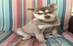Alaskan Klee Kai dogs for sale: Blue Collar - Image 2