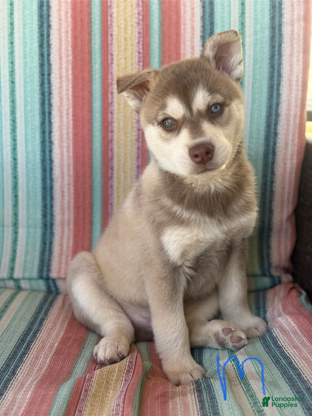 Alaskan Klee Kai dogs for sale: Blue Collar - Image 2