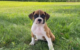 Boxer dogs for sale: Sage - Image 2