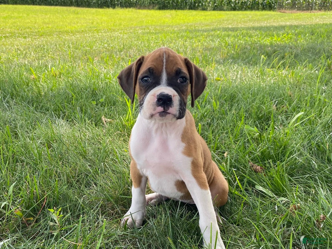 Boxer dogs for sale: Sage - Image 2