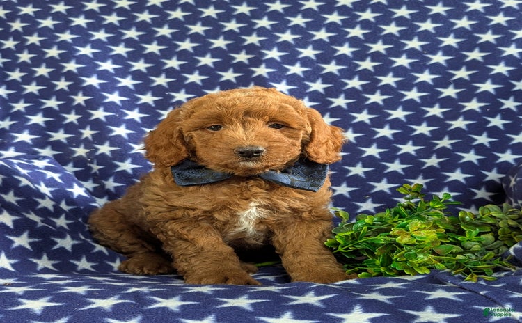 Mini Goldendoodle dogs for sale - Ad 2