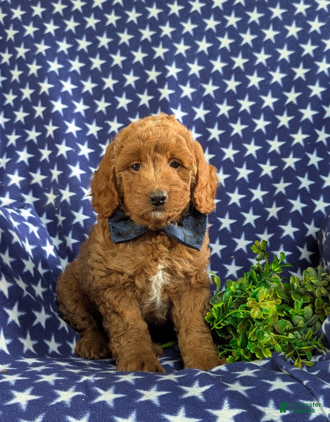 Mini Goldendoodle dogs for sale: Hunter Hypoallergenic - Image 2