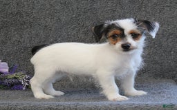 Yorkshire Terrier dogs for sale: Teeko - Image 7