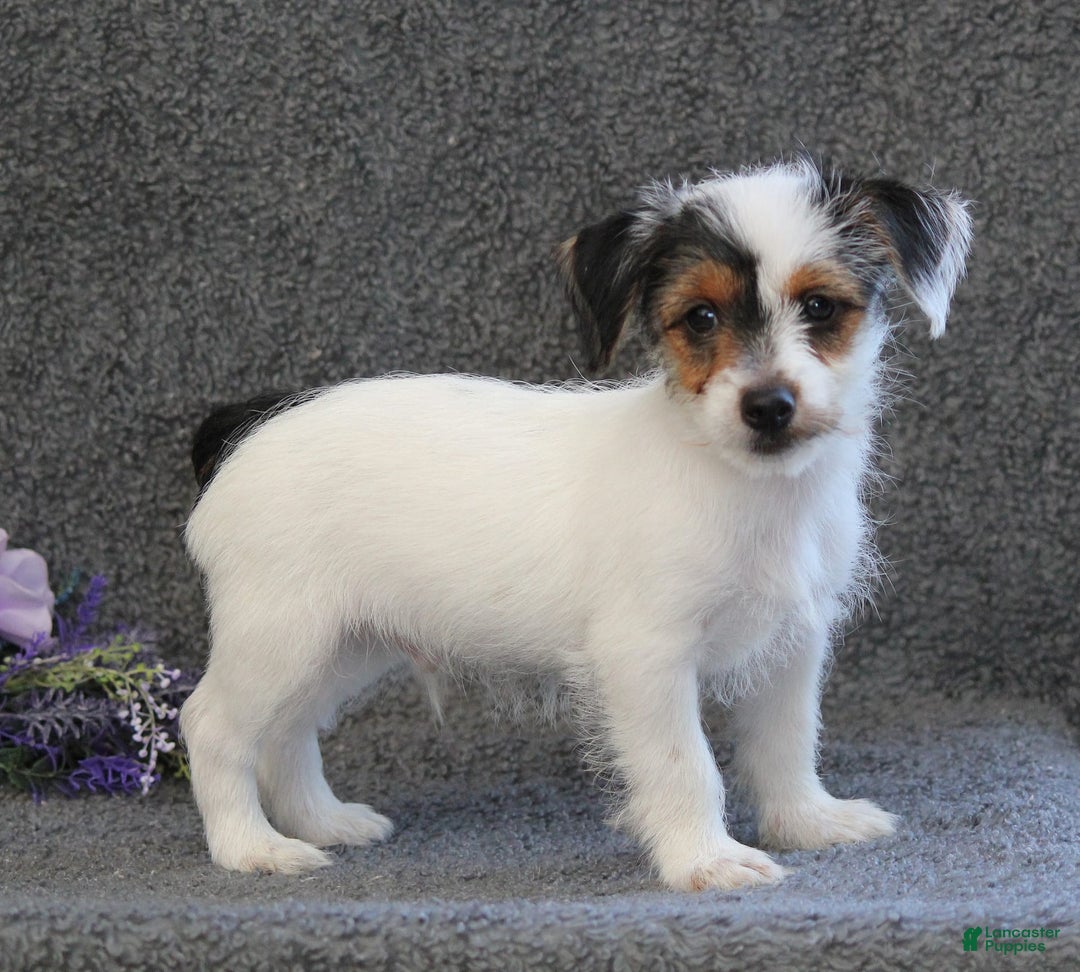 Yorkshire Terrier dogs for sale: Teeko - Image 7