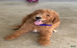 Goldendoodle dogs for sale: Kobe F2b - Image 3