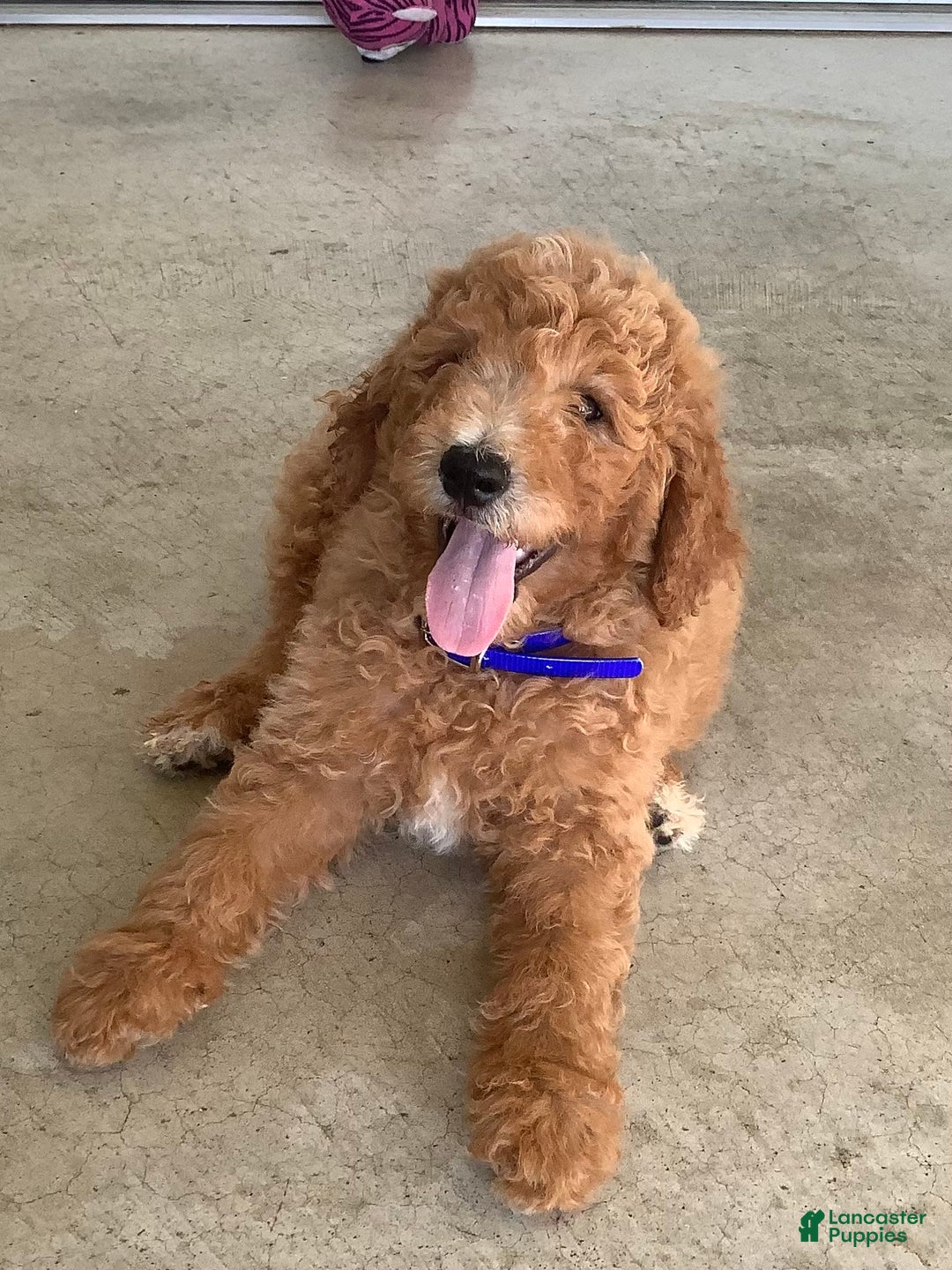 Goldendoodle dogs for sale: Kobe F2b - Image 3