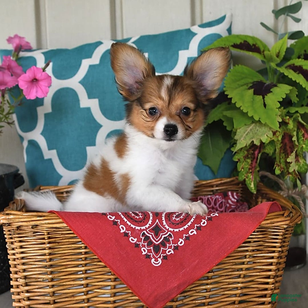 Papillon dogs for sale: Badger - Image 6