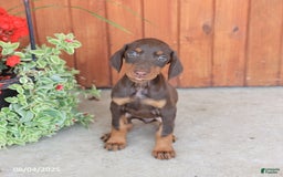 Doberman Pinscher dogs for sale: Diana - Image 5