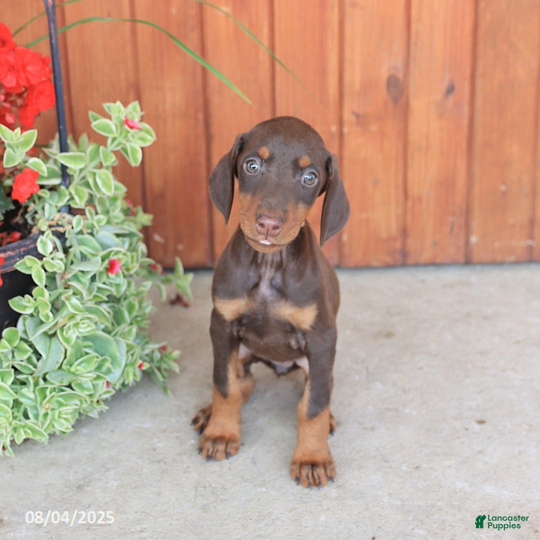 Doberman Pinscher dogs for sale: Diana - Image 5