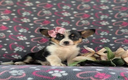 Welsh Corgi Pembroke dogs for sale: Kahlia - Image 1