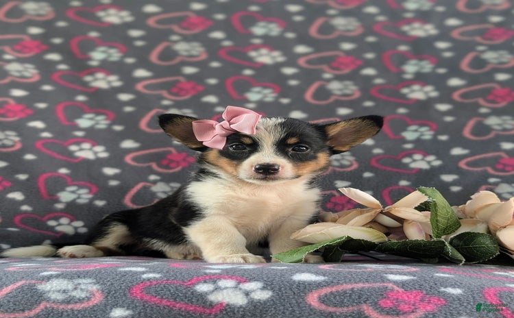 Welsh Corgi Pembroke dogs for sale - Ad 3