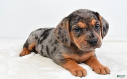 Beabull dogs for sale: Stella - Image 6