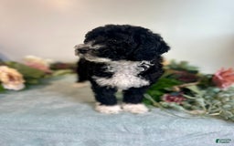 Mini Bernedoodle dogs for sale: Diamond - Image 8