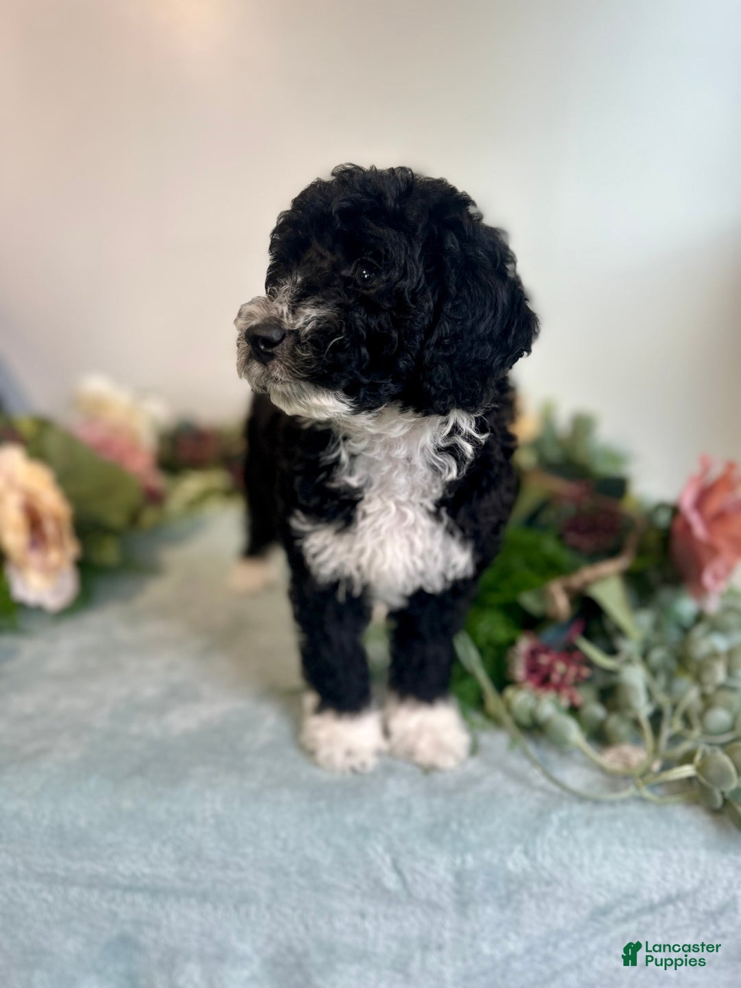 Mini Bernedoodle dogs for sale: Diamond - Image 8