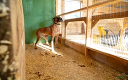 Rhodesian Ridgeback dogs for sale: Luna - Image 4
