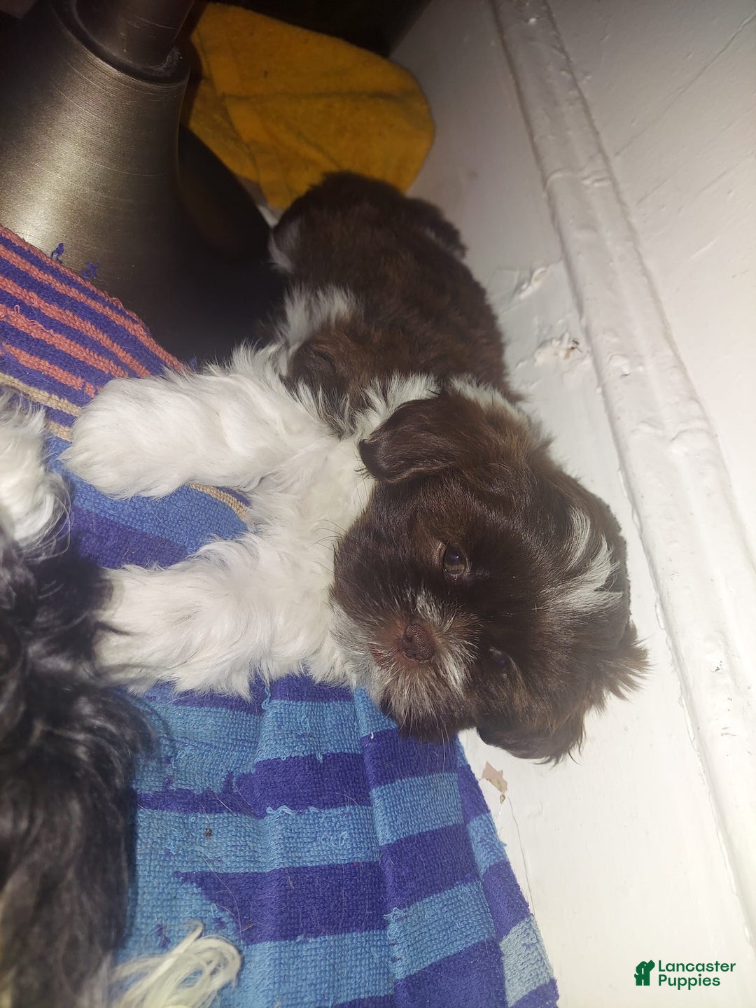Malshi dogs for sale: Baby - Image 1