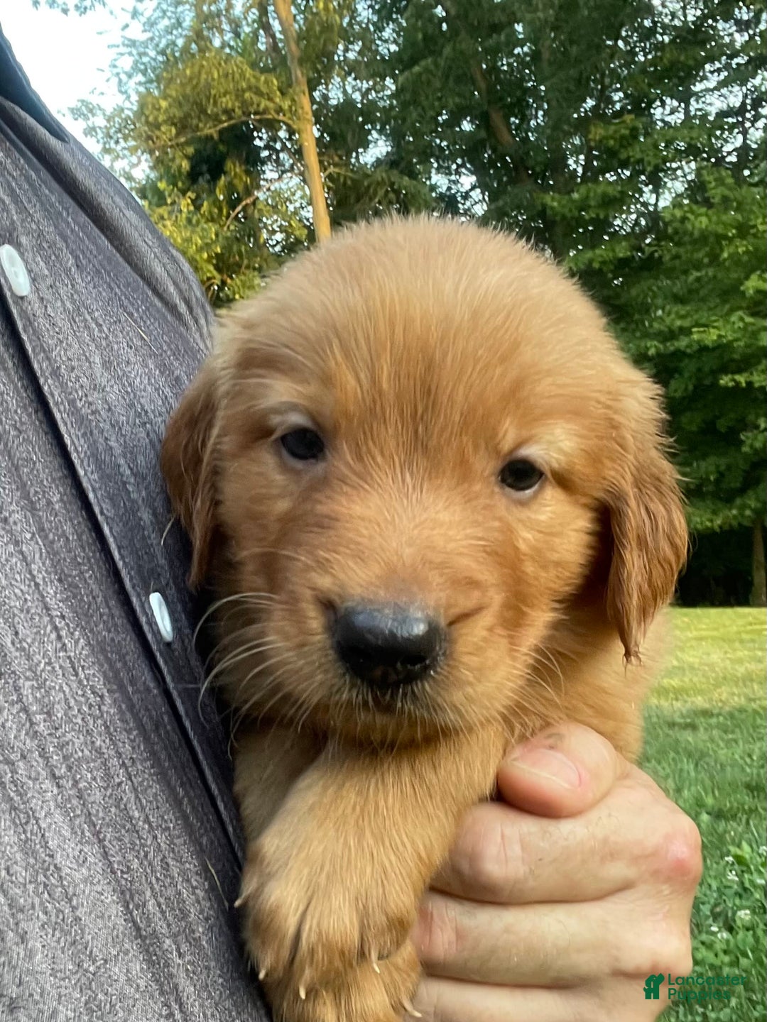 Golden Retriever dogs for sale: Sonic - Image 2