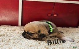 Puggle dogs for sale: Billie - Image 1