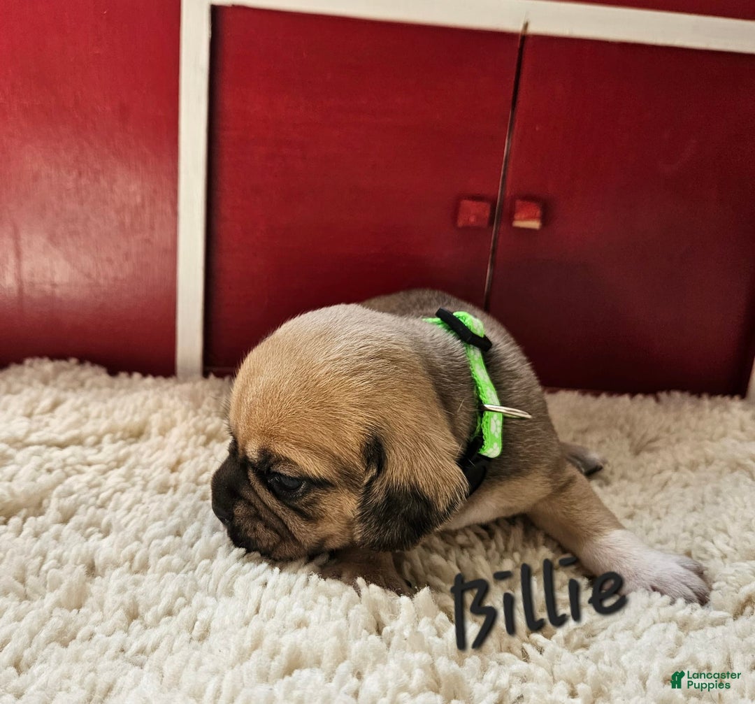 Puggle dogs for sale: Billie - Image 1
