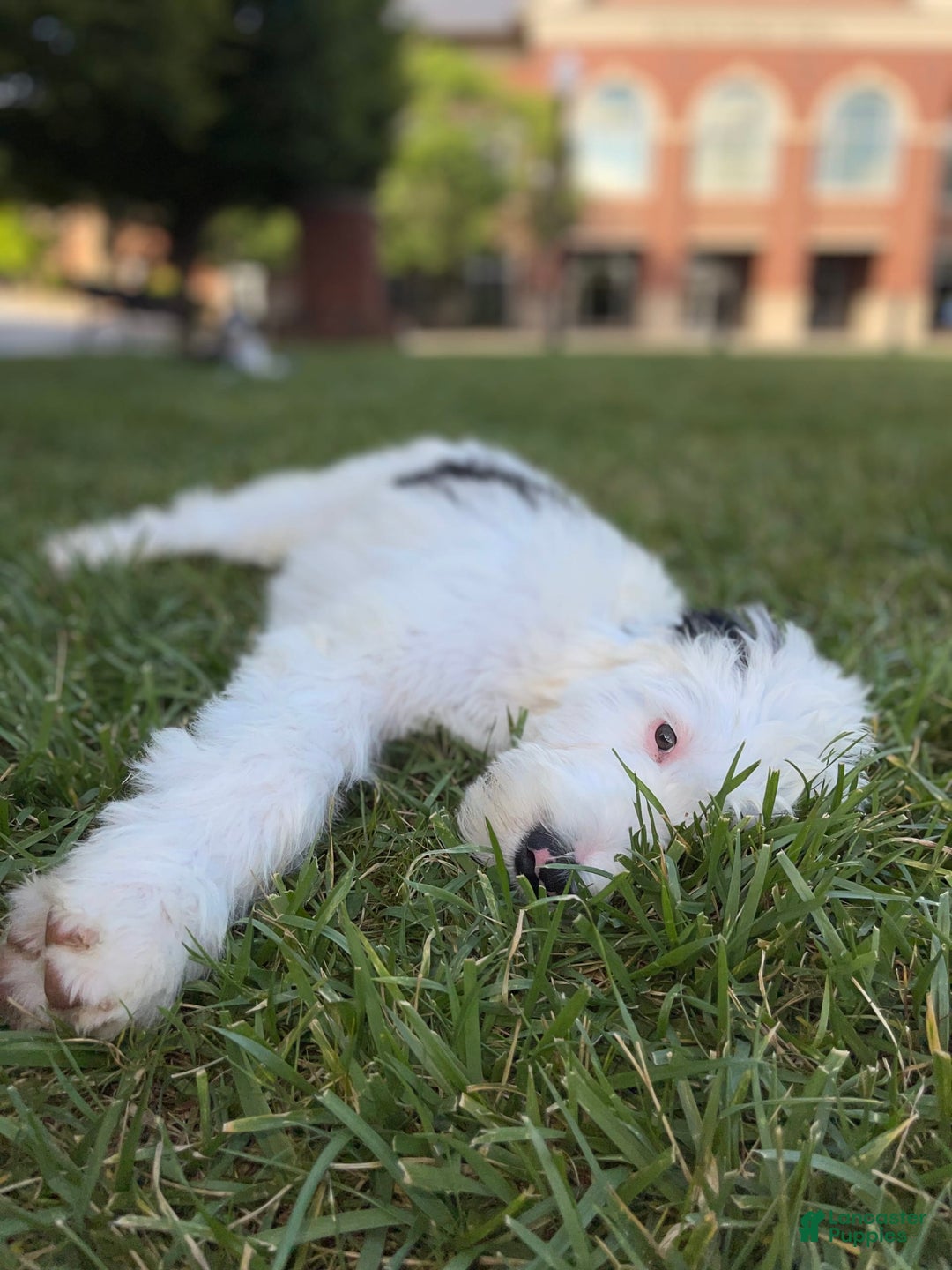 Sheepadoodle dogs for sale: Cadbury - Image 6