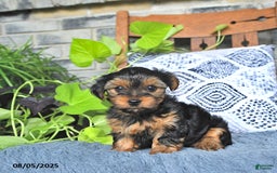 Yorkshire Terrier dogs for sale: Penny - Image 1