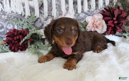 Miniature Dachshund dogs for sale: Gilbert - Image 7