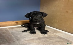 Great Dane dogs for sale: Darla - Image 1