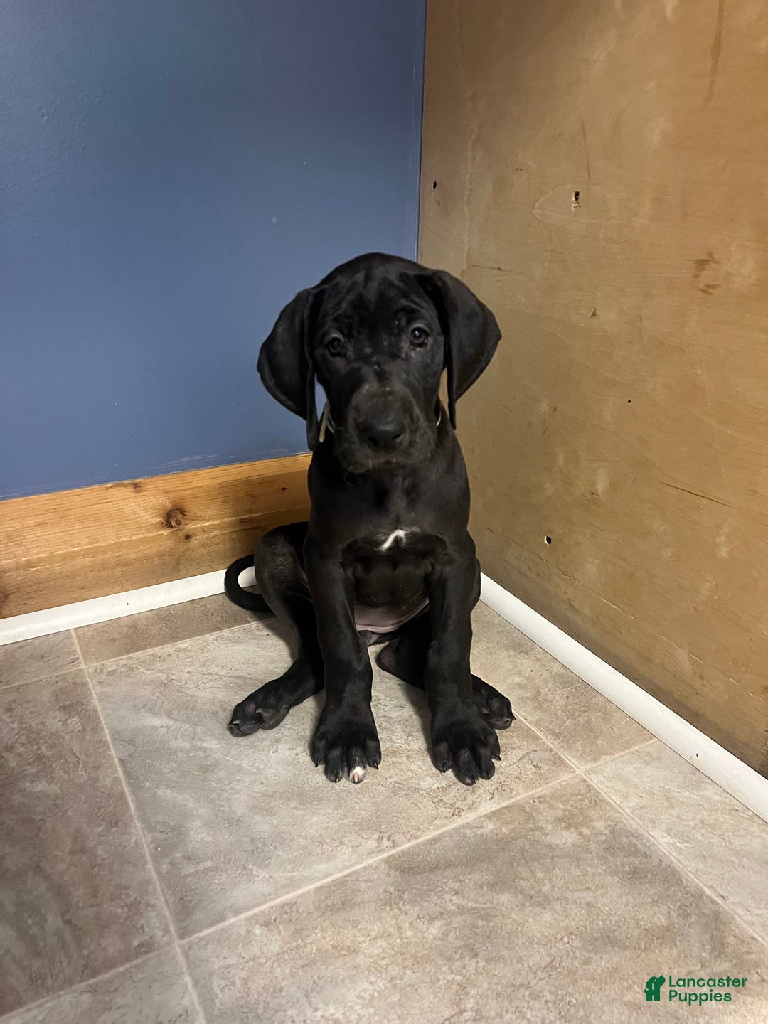 Great Dane dogs for sale: Darla - Image 1