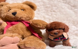 Toy Poodle dogs for sale: Peanut Teacup - Image 5