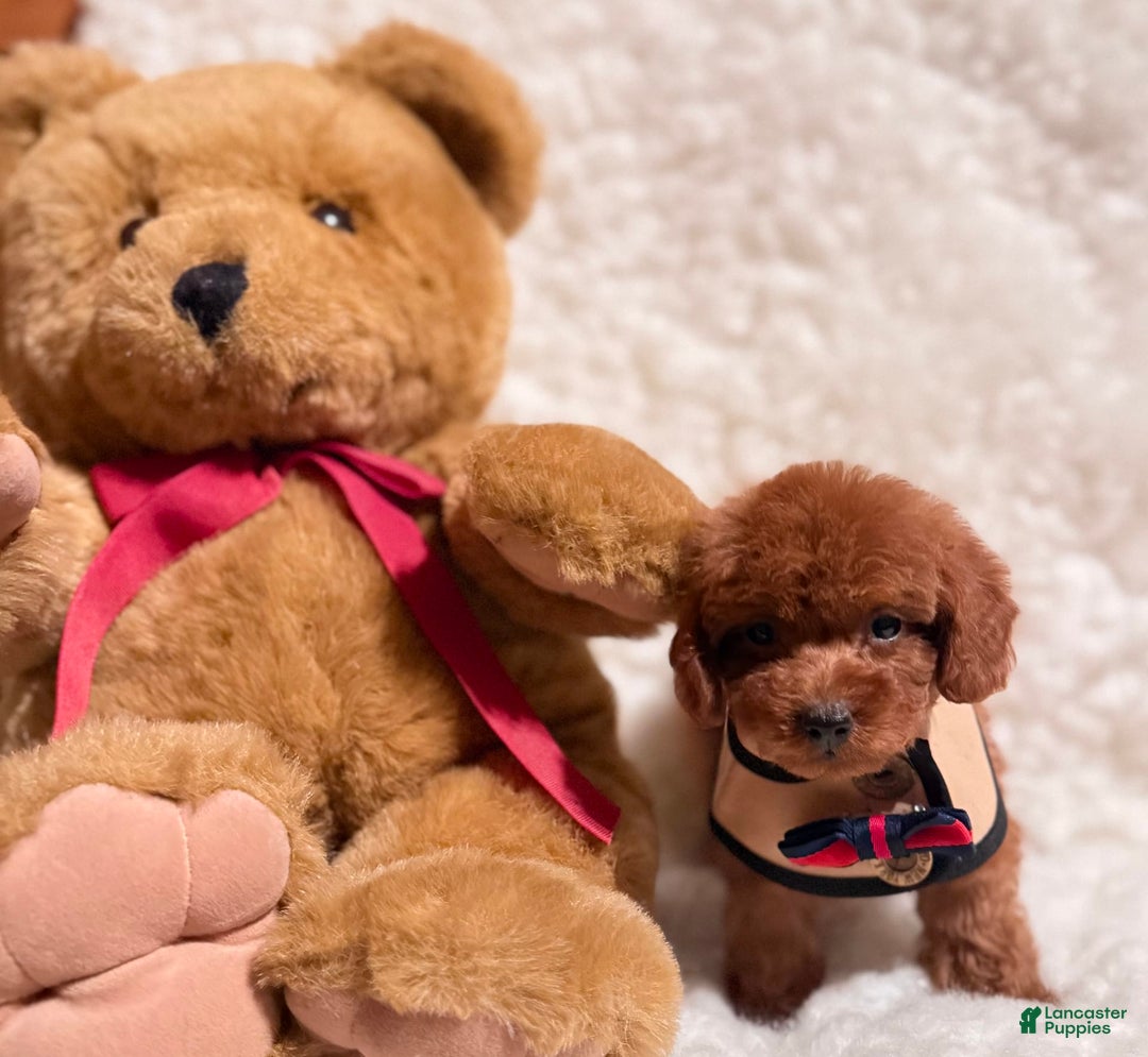 Toy Poodle dogs for sale: Peanut Teacup - Image 5