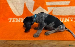 Coonhound dogs for sale: Coonhound 6 puppies - Image 5