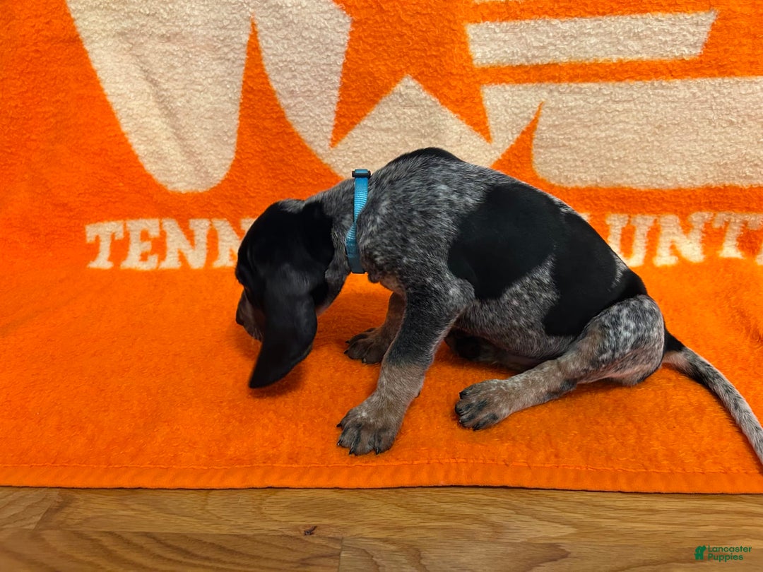 Coonhound dogs for sale: Coonhound 6 puppies - Image 5