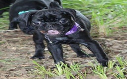 Pug dogs for sale: Penny - Image 3