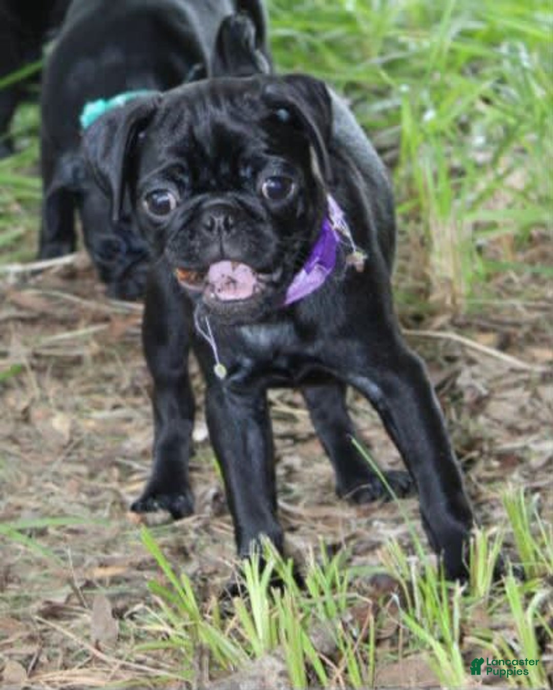 Pug dogs for sale: Penny - Image 3