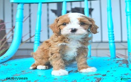 Cavapoo dogs for sale: Action - Image 2